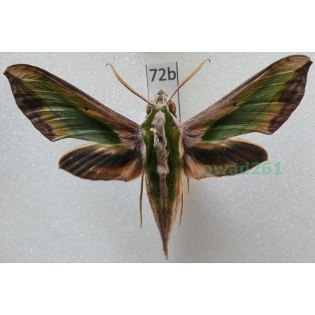 Pergesa acteus (Cramer, 1779) ex. ovo Thailand 61mm72b